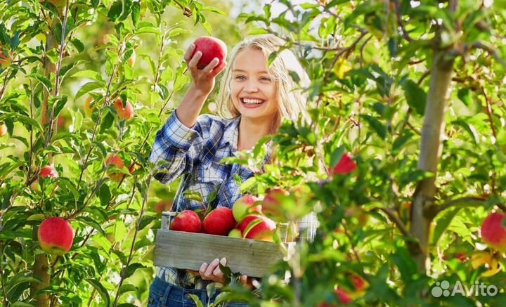 Сборщик яблок