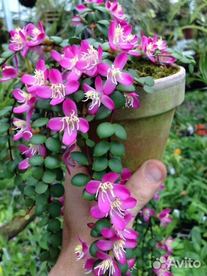 Мединилла sedifolia, ардизия вариегатная