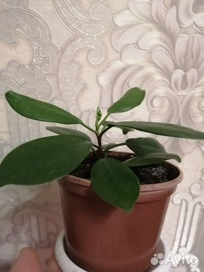 Фикус мокламе