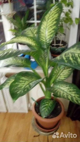 Диффенбахия Томас