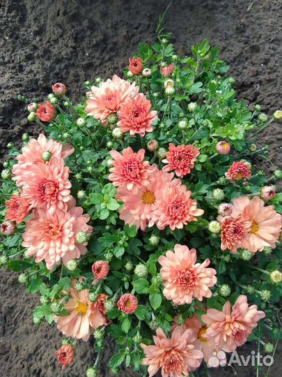 Хризантемы мультифлора