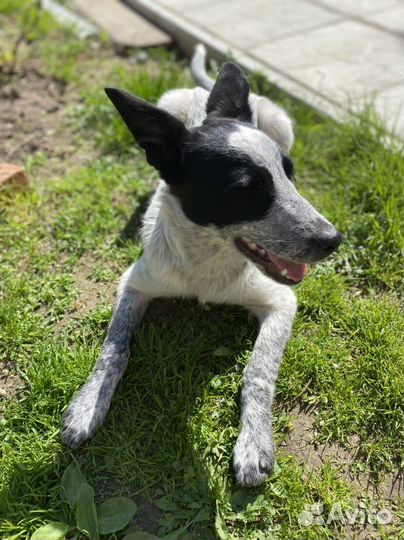 Собака в добрые руки