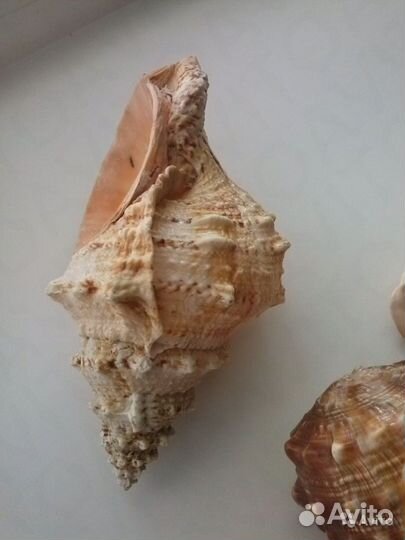 Морские раковины