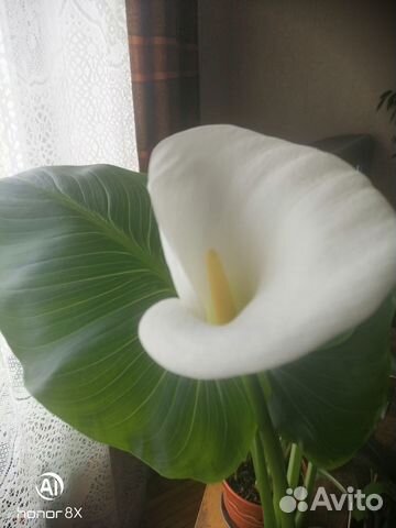 Калла корневищная эфиопская купить в Москве | Товары для дома и дачи ...