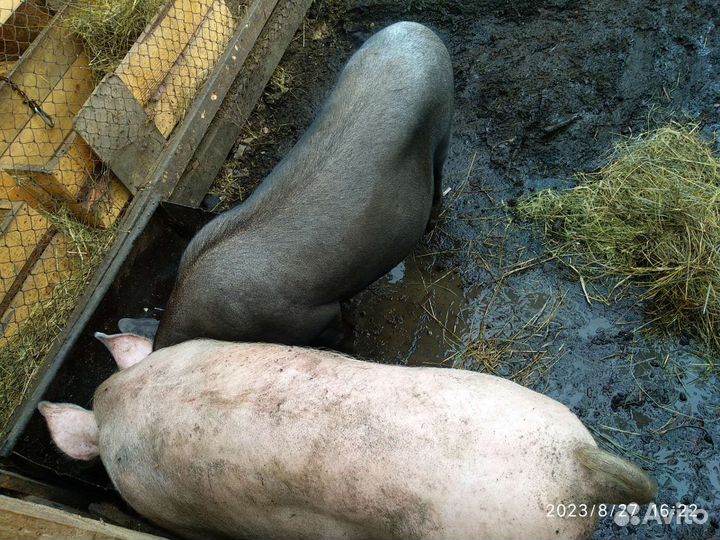 Вьетнамские свиньи