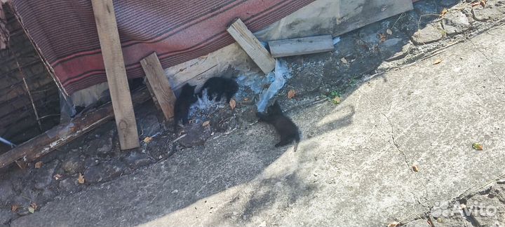 Маленькие котята