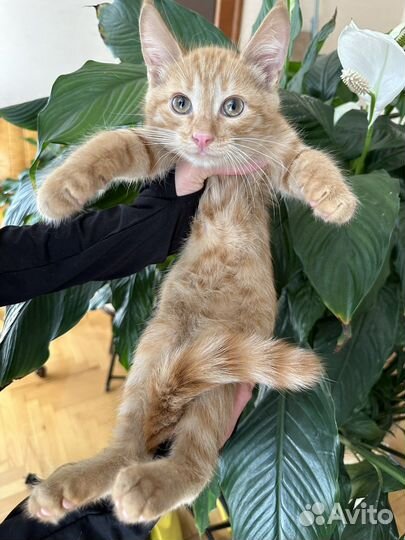 Матео, ищет дом. Возраст, 2,5 месяца