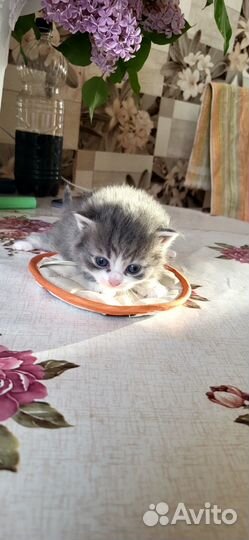 Отдам в очень добрые руки милых пушистиков