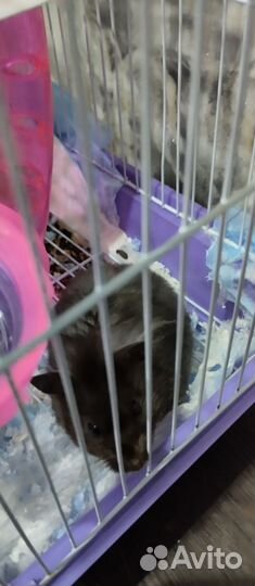 Серийские хомяки с клеткой