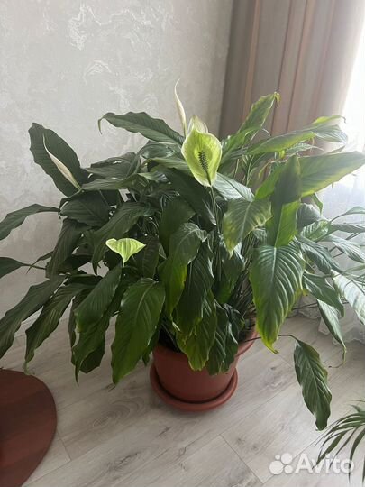 Спатифиллум