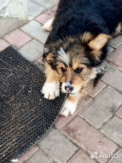 Собака в добрые руки отдам бесплатно