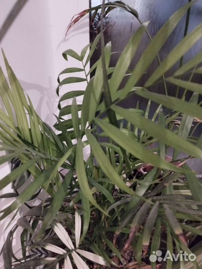 Аглаонемы и другие растения