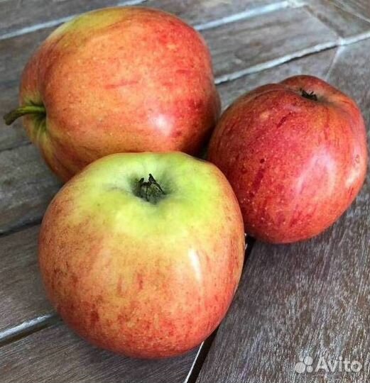 Саженцы яблони Штрейфлинг