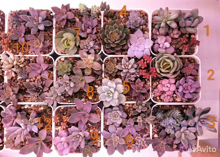 Суккуленты: композиции, алоэ, кактусы