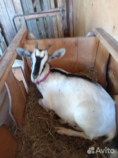 Козочка молодая