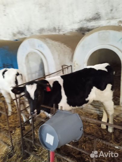 Телята тёлочки