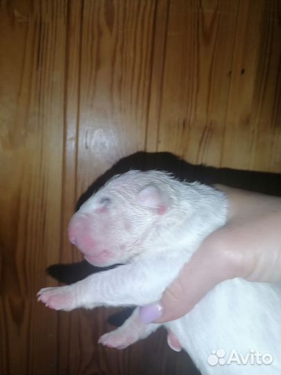 Стандартный бультерьер