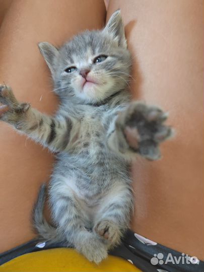 Серая девочка ищет дом