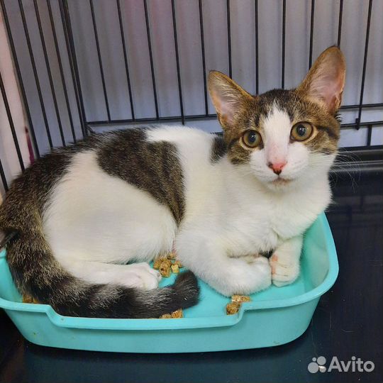 Котёнок в добрые руки