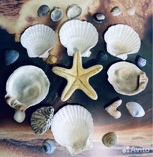 Морские ракушки раковины австралия