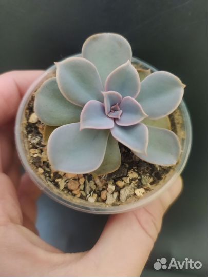 Суккуленты