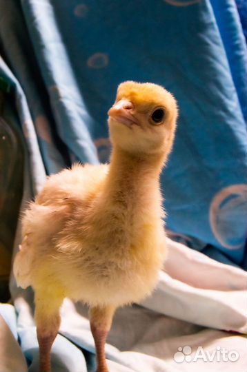 Индюшата Биг-6