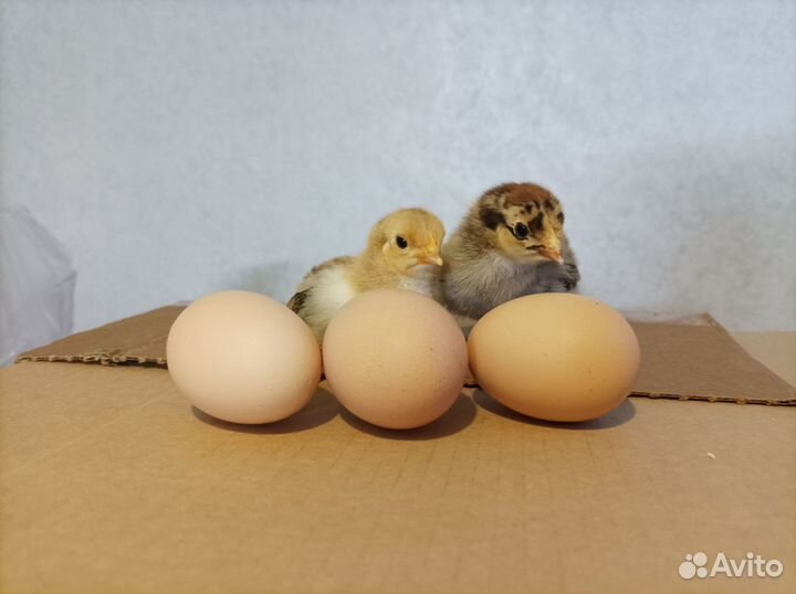 Инкубационное яйцо