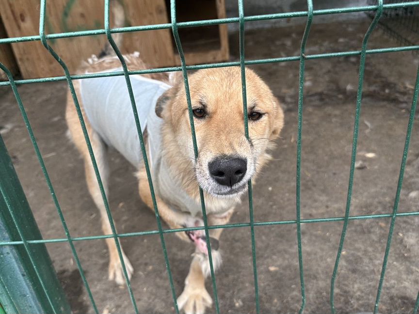 Две собаки без лап скоро окажутся на улице