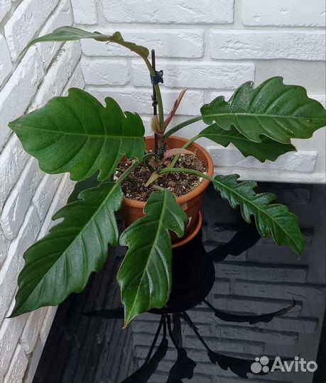 Филодендрон Плуто