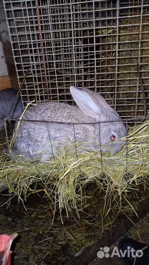 Кролики мясных пород