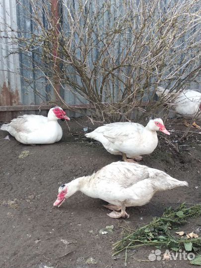 Утята мускусные тяжёлой французской линии