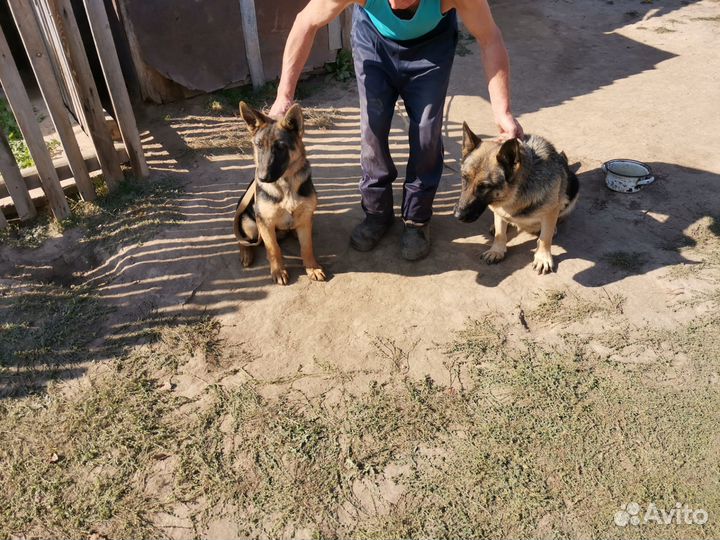 Щенки немецкой овчарки