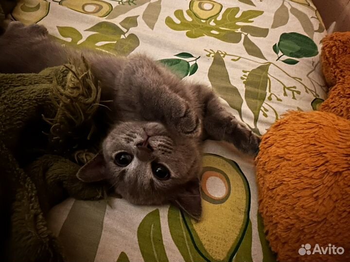 Британская кошка