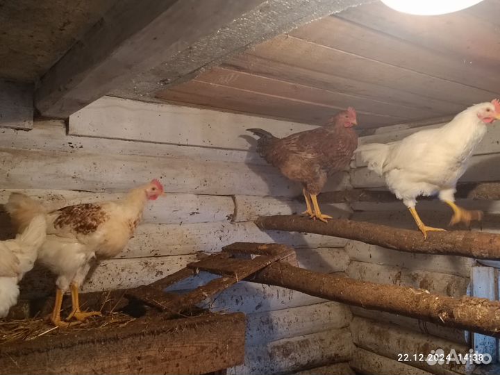 Петушки домашние