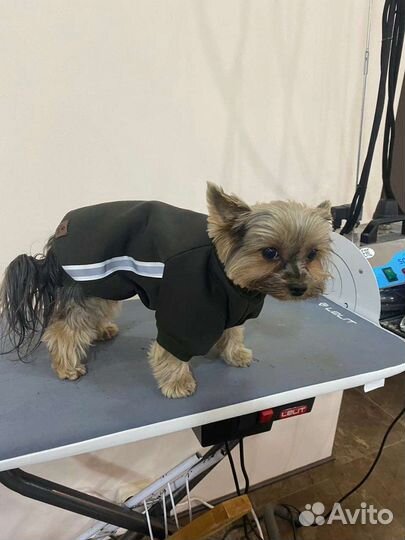 Одежда для собак