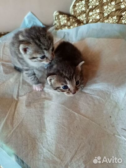 Котята отдам в добрые руки бесплатно