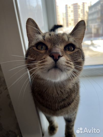 Котик в добрые руки