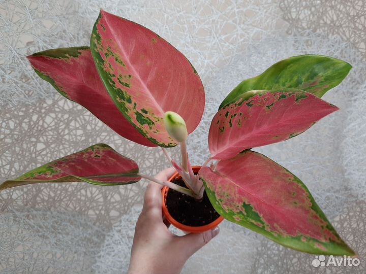 Аглаонема Pha rumrouy