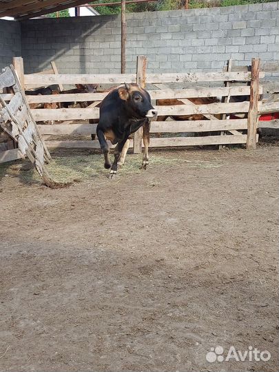 Бычки на откорм