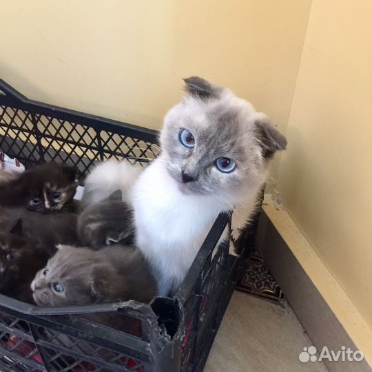 Вислоухие котята