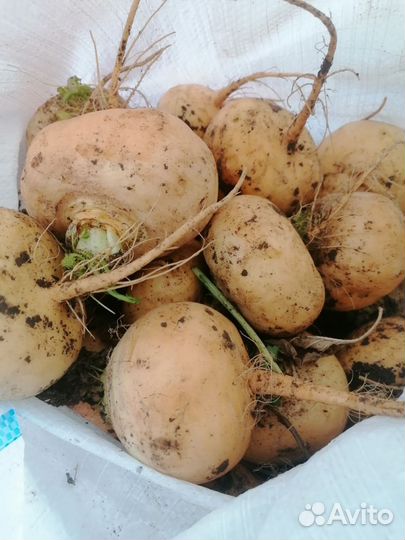 Морковь, картошка, репа