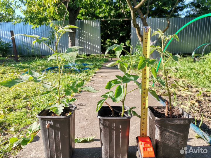 Саженцы ежевики сорт Карака Блэк