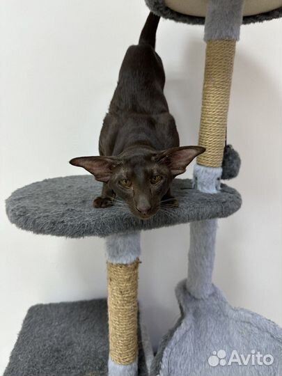 Ориентальная вязка