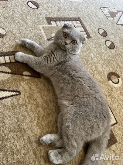 Скоттиш-Фолд вязка