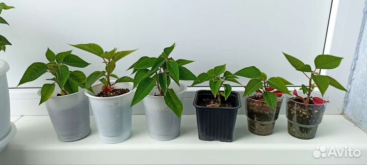 Пуансеттия Рождественская звезда