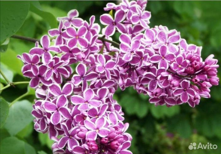 Сирень в ассортименте