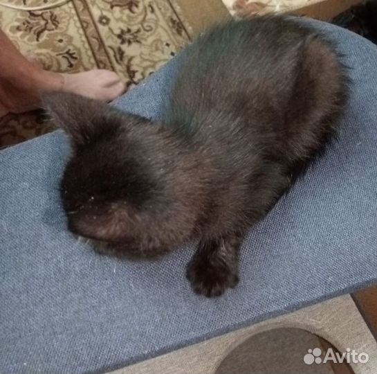 Отдам котёнка в добрые руки