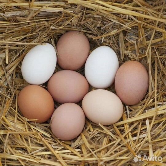 Мясо домашнее Гусь Утка Курица Яйцо