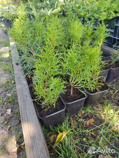 Туя Смарагд