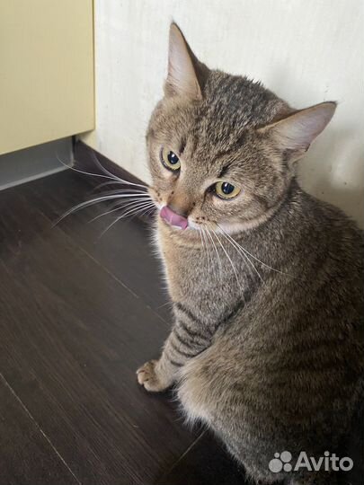 Котик был найден в канун рождества